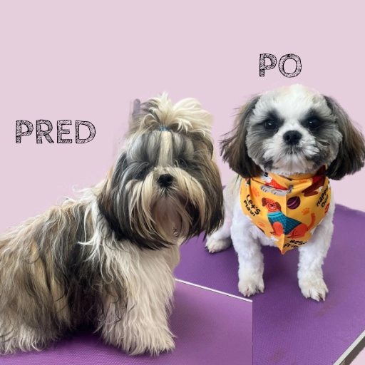 Malý čierny psík s mašľou po strihaní