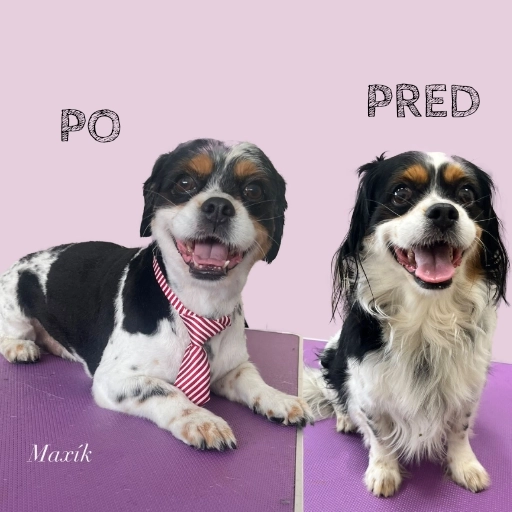 Spokojný psík po kúpeli